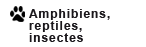 amphibiens, reptiles et insectes