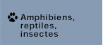 amphibiens, reptiles et insectes